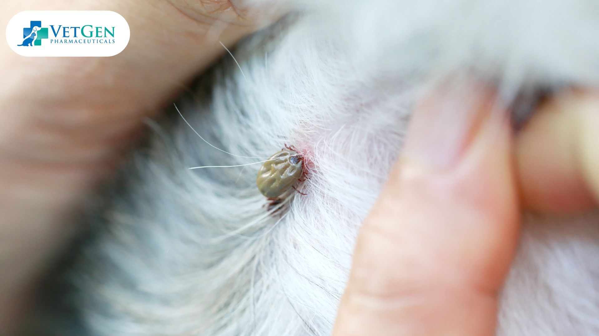 Fleas & Ticks on dogs