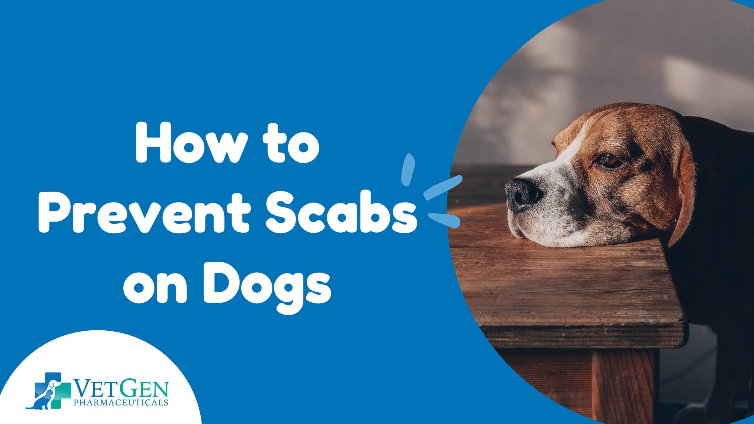 How to Prevent Scabs on Dogs