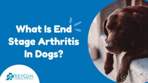What Is- End Stage Arthritis -In Dogs
