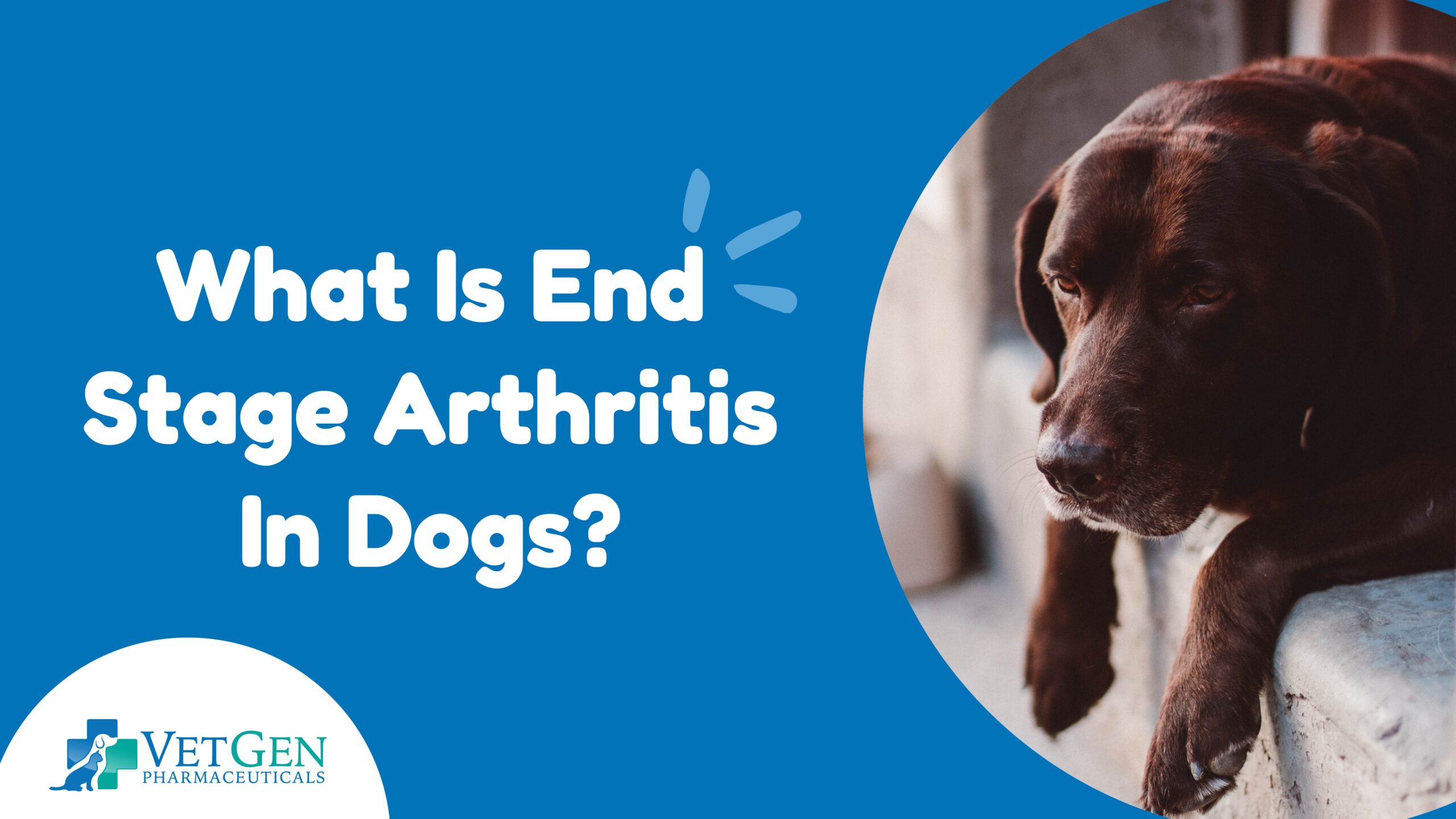 What Is- End Stage Arthritis -In Dogs