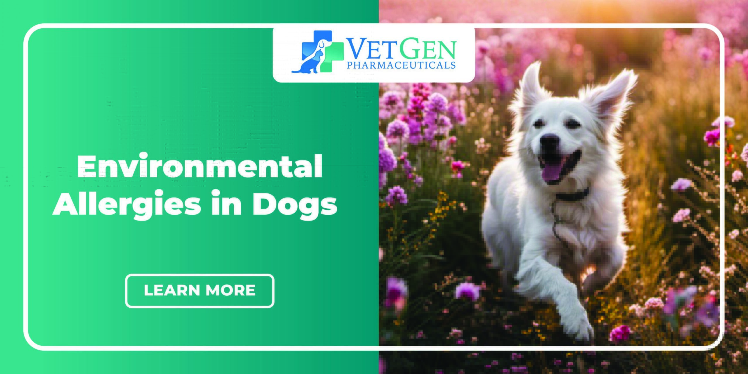 Environmental Allergies in Dogs
