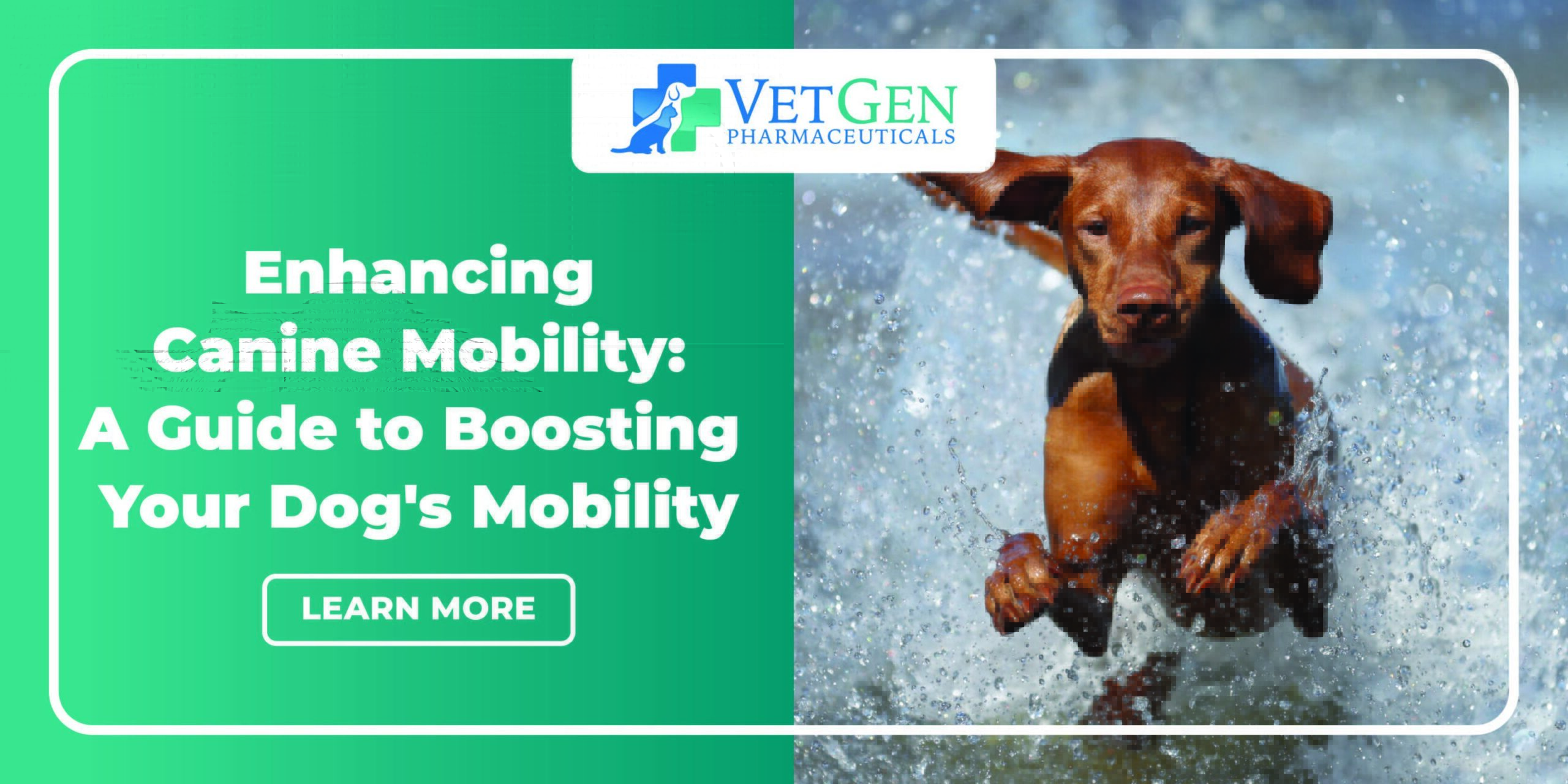 Enhancing Canine Mobility A Guide to Boosting Your Dog's Mobility