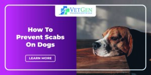 How to Prevent Scabs on Dogs