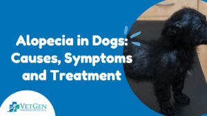 Alopecia in Dogs Causes, Symptoms and Treatment