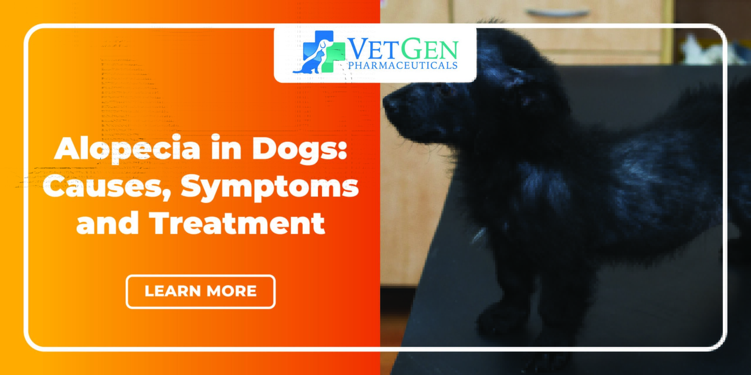 Alopecia in Dogs - Causes, Symptoms and Treatment