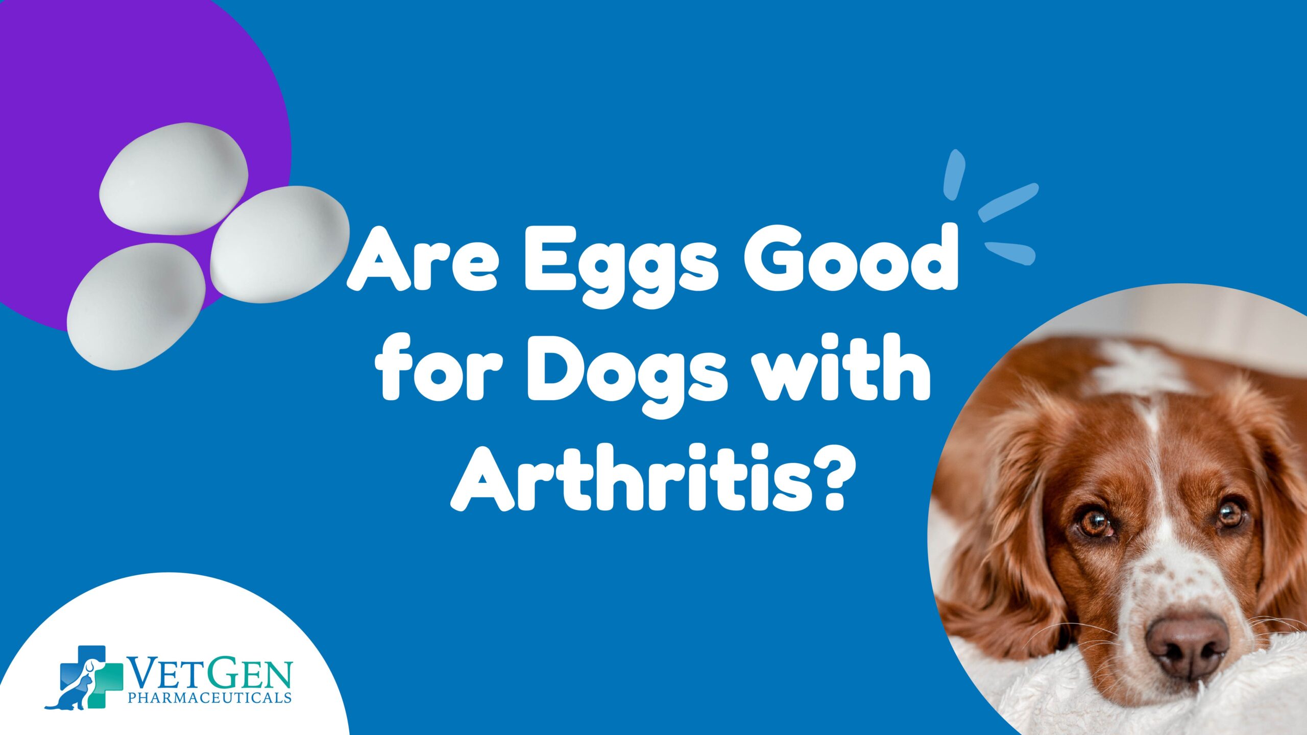 Are eggs good for dogs with arthritis?