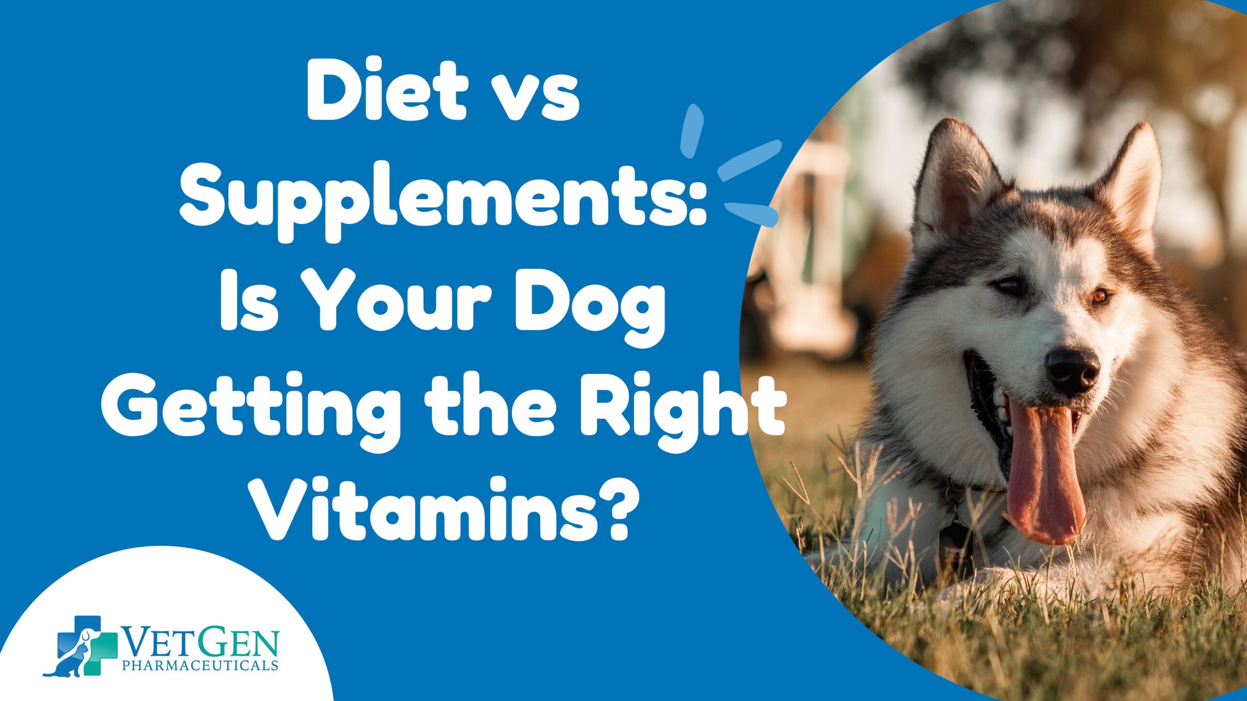 Diet vs Supplements - Is Your Dog Getting the Right Vitamins