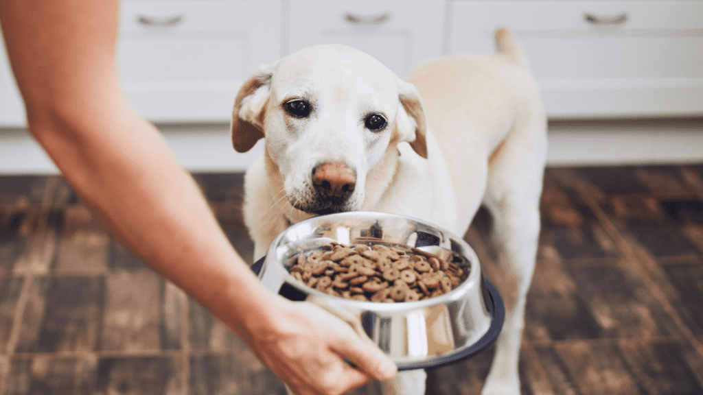 Understanding Dog Nutrition