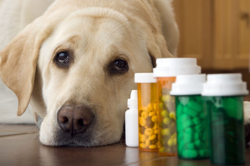 understanding the rigorous testing produces for dogs vitamin