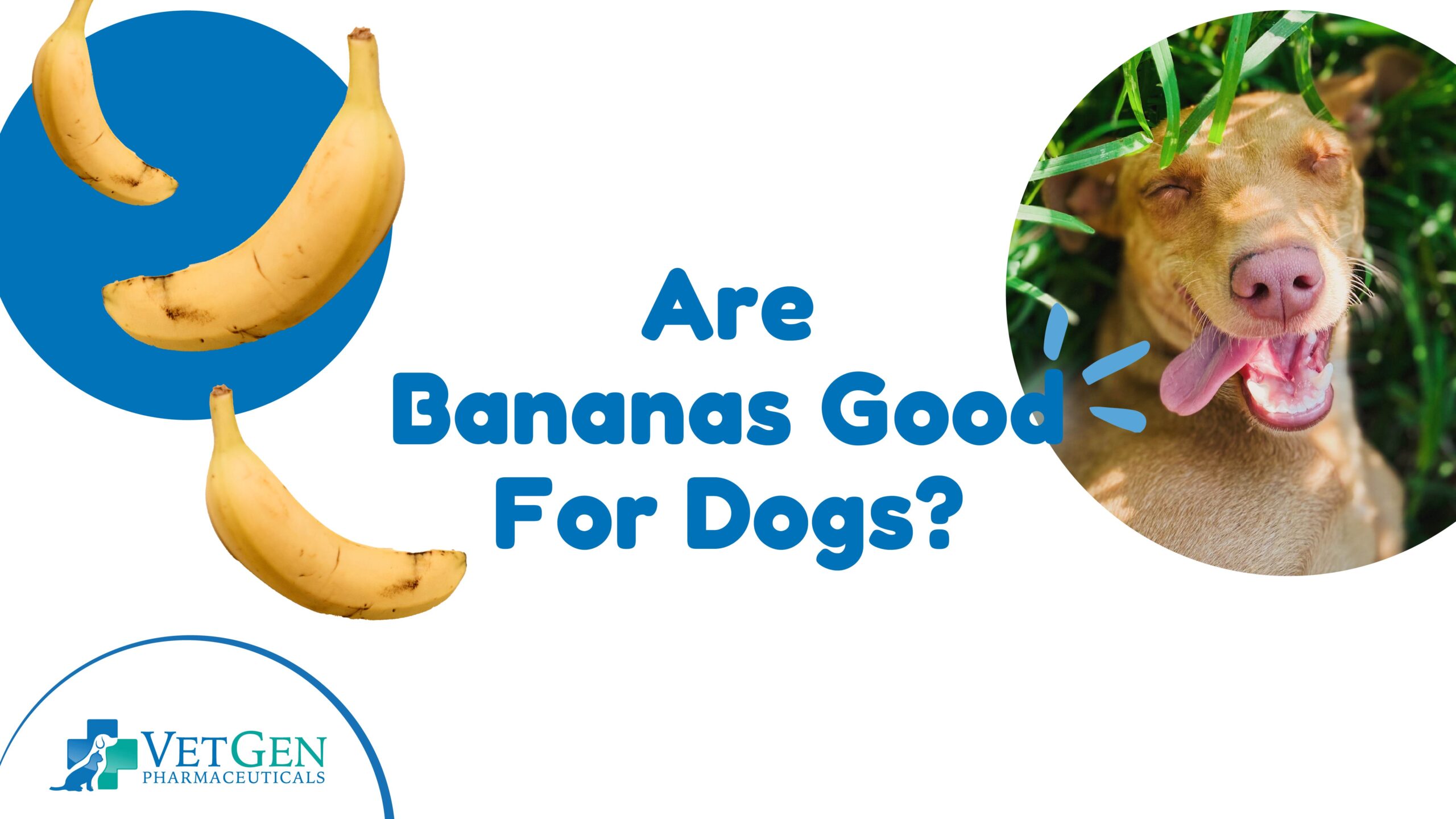 Are Bananas Good For Dogs