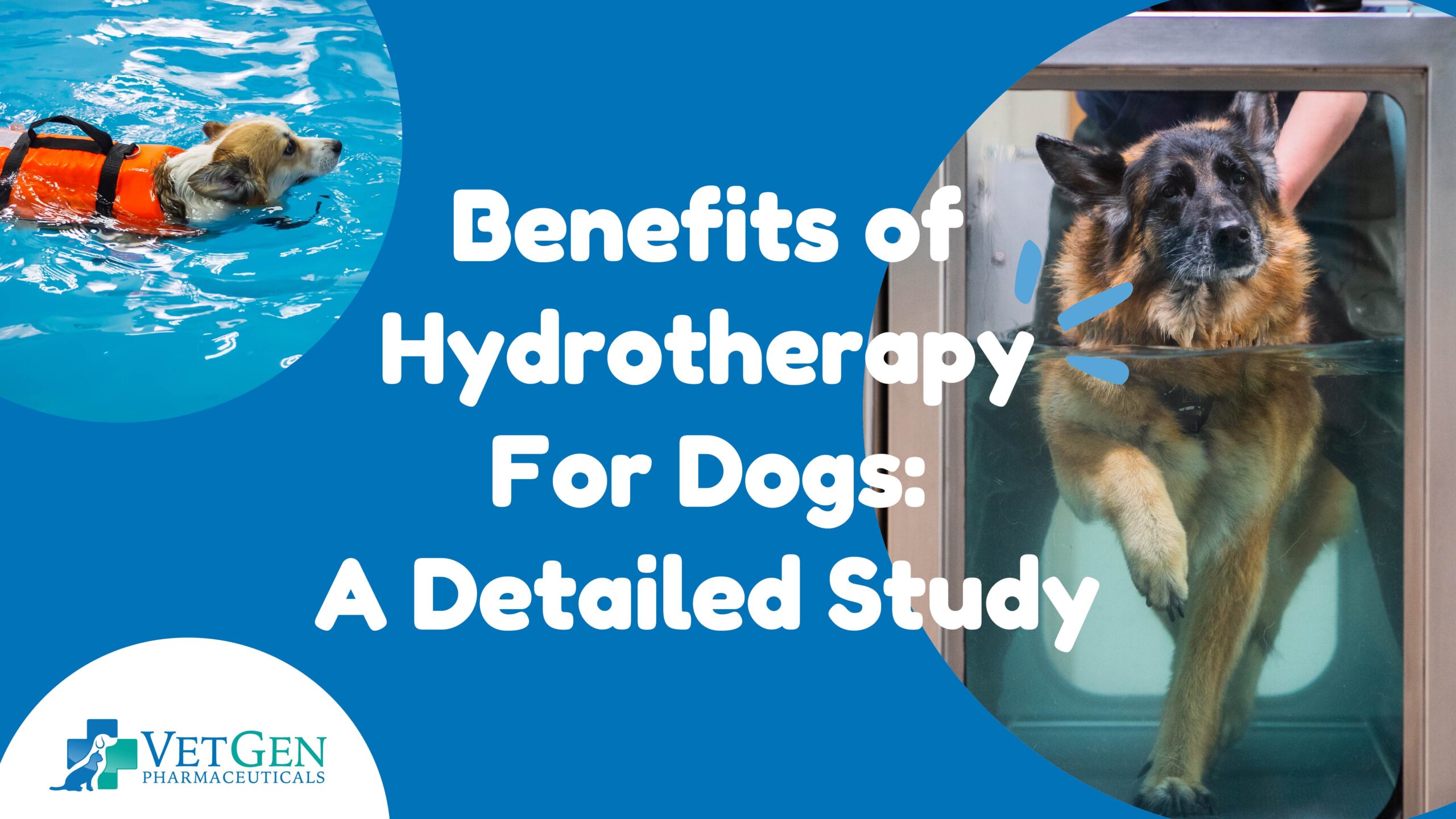 Benefits Of Hydrotherapy For Dogs: A Detailed Study