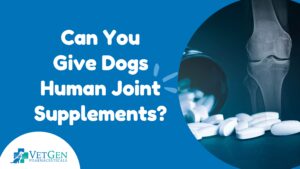 Can You Give Dogs Human Joint Supplements