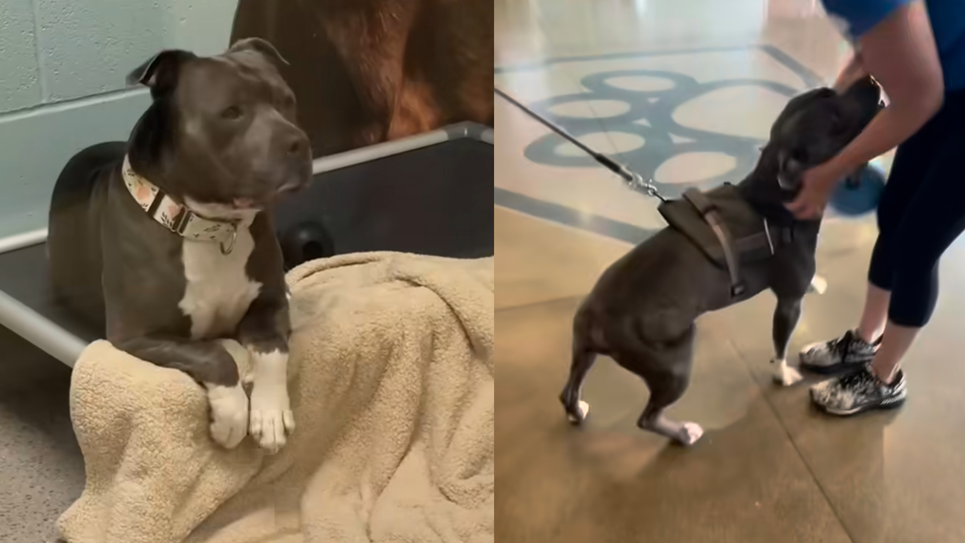 Crying Dog in Shelter Finds New Home After Video Goes Viral on Facebook