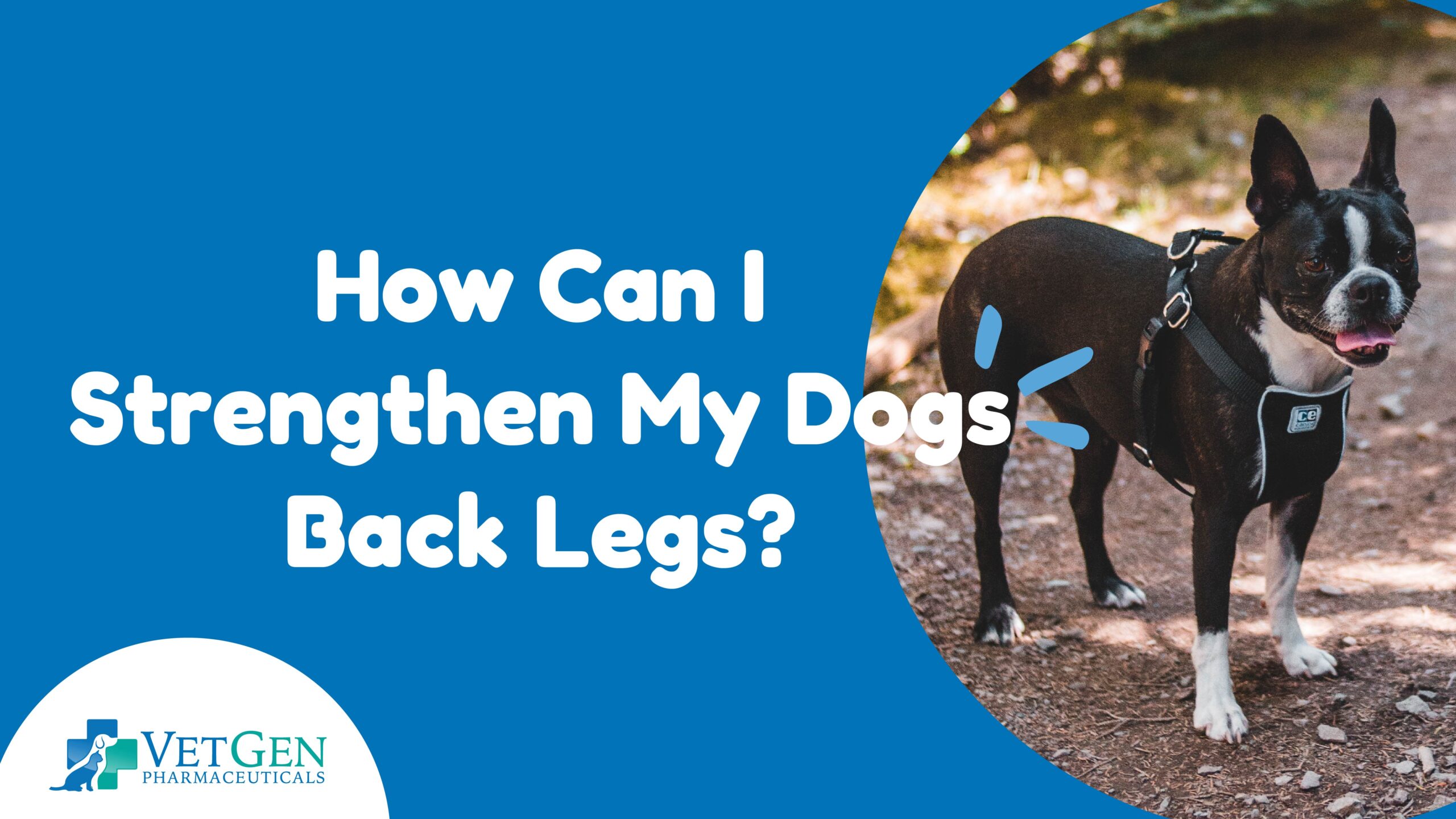 How Can I Strengthen My Dogs Back Legs