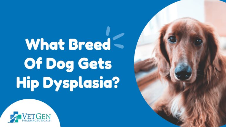 What Breed Of Dog Gets Hip Dysplasia?