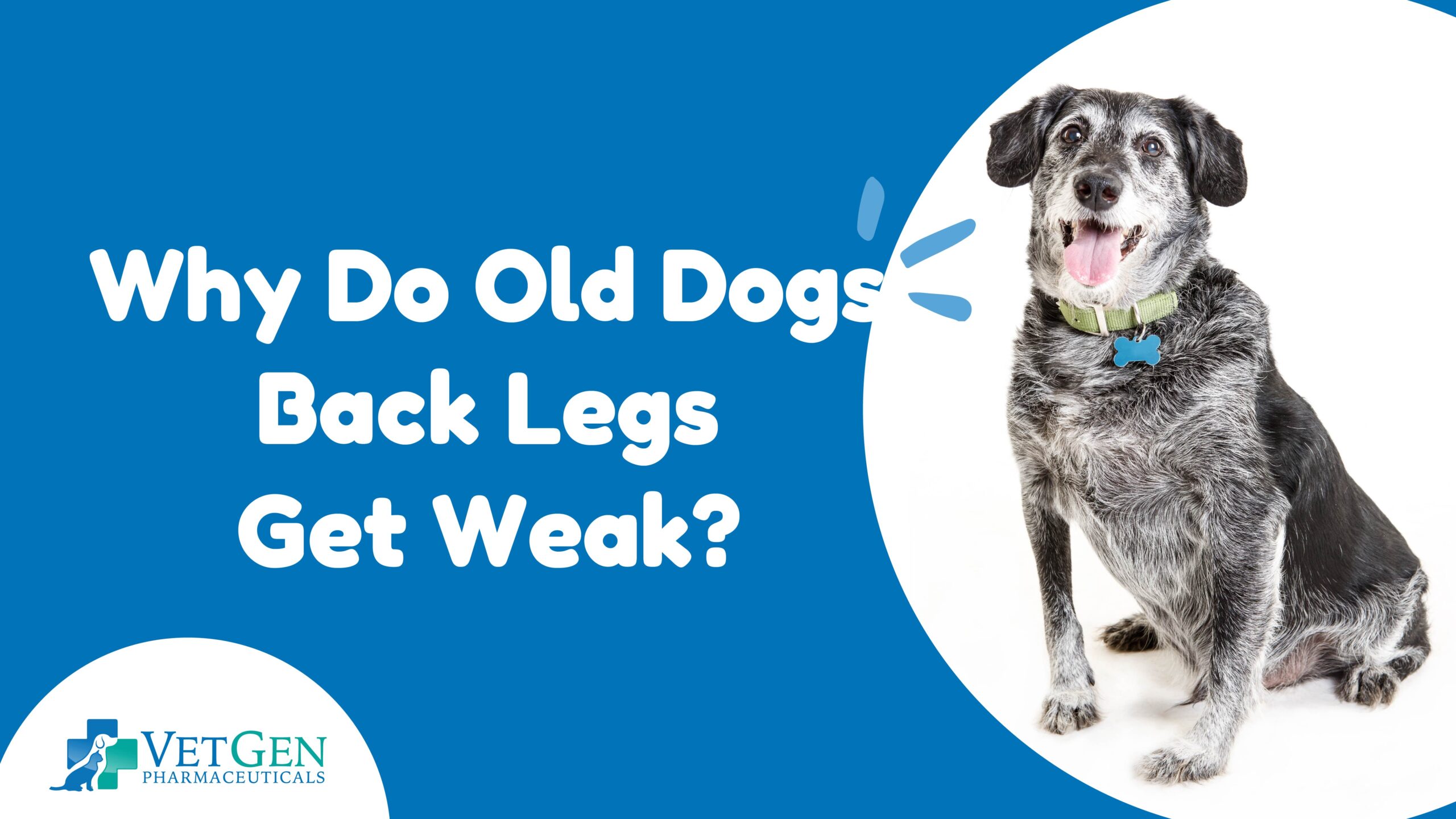 Why Do Old Dogs Back Legs Get Weak?