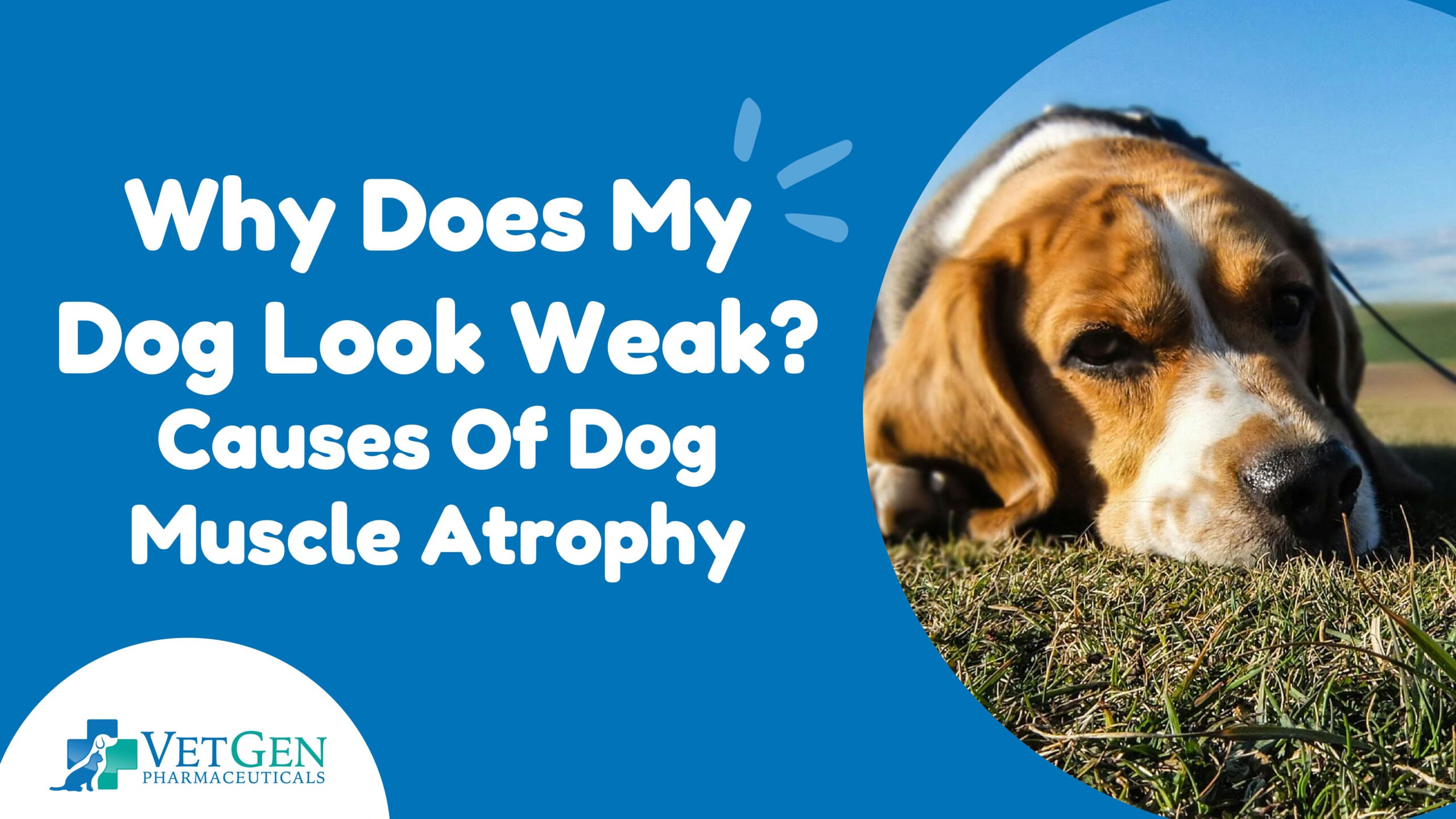 Why Does My Dog Look Weak? Causes Of Dog Muscle Atrophy