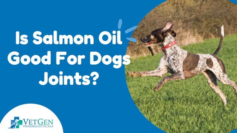 Is Salmon Oil Good For Dogs Joints