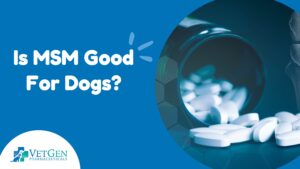 is msm good for dogs?