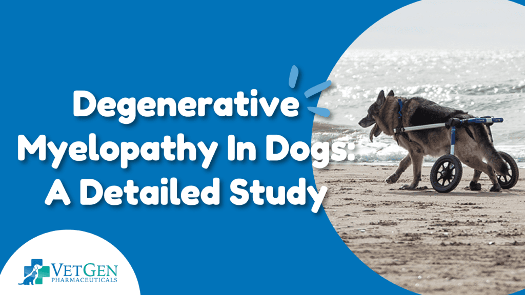 Degenerative Myelopathy In Dogs: A Detailed Study