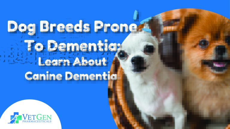 Dog Breeds Prone To Dementia- Learn About Canine Dementia