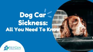 Dog Car Sickness - All You Need To Know