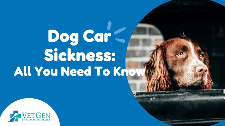 Dog Car Sickness: All You Need To Know | VetGen