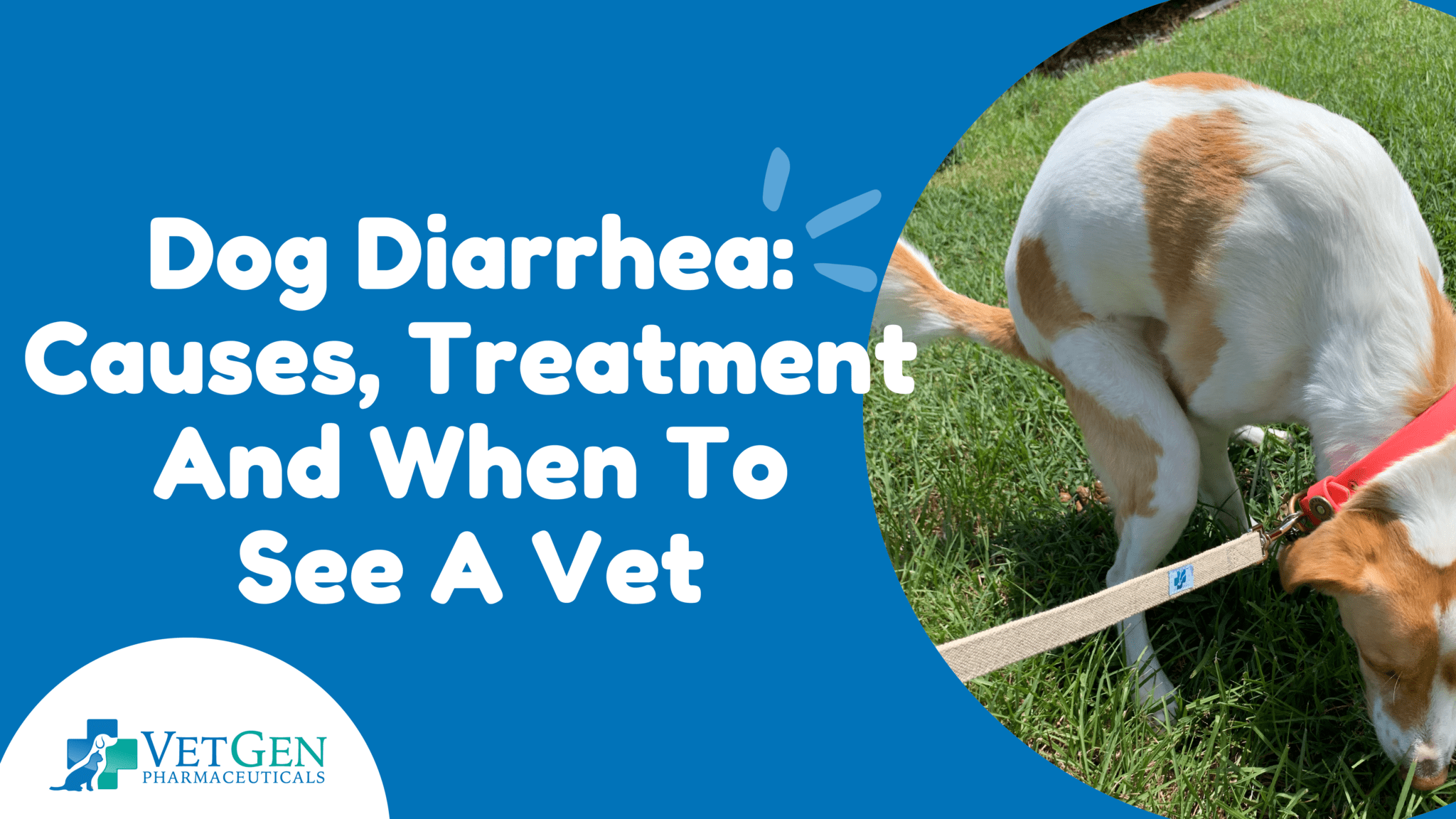 Dog Diarrhea: Causes, Treatment And When To See A Vet