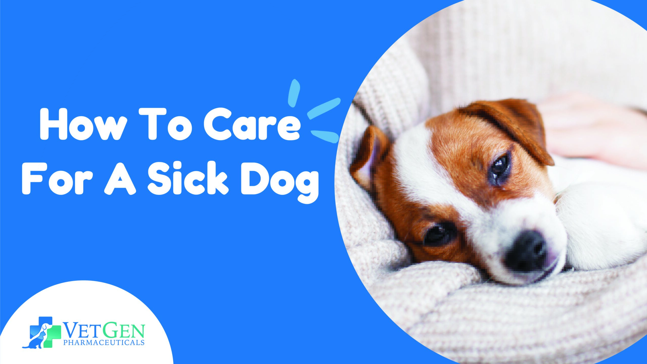 How To Care for A Sick Dog