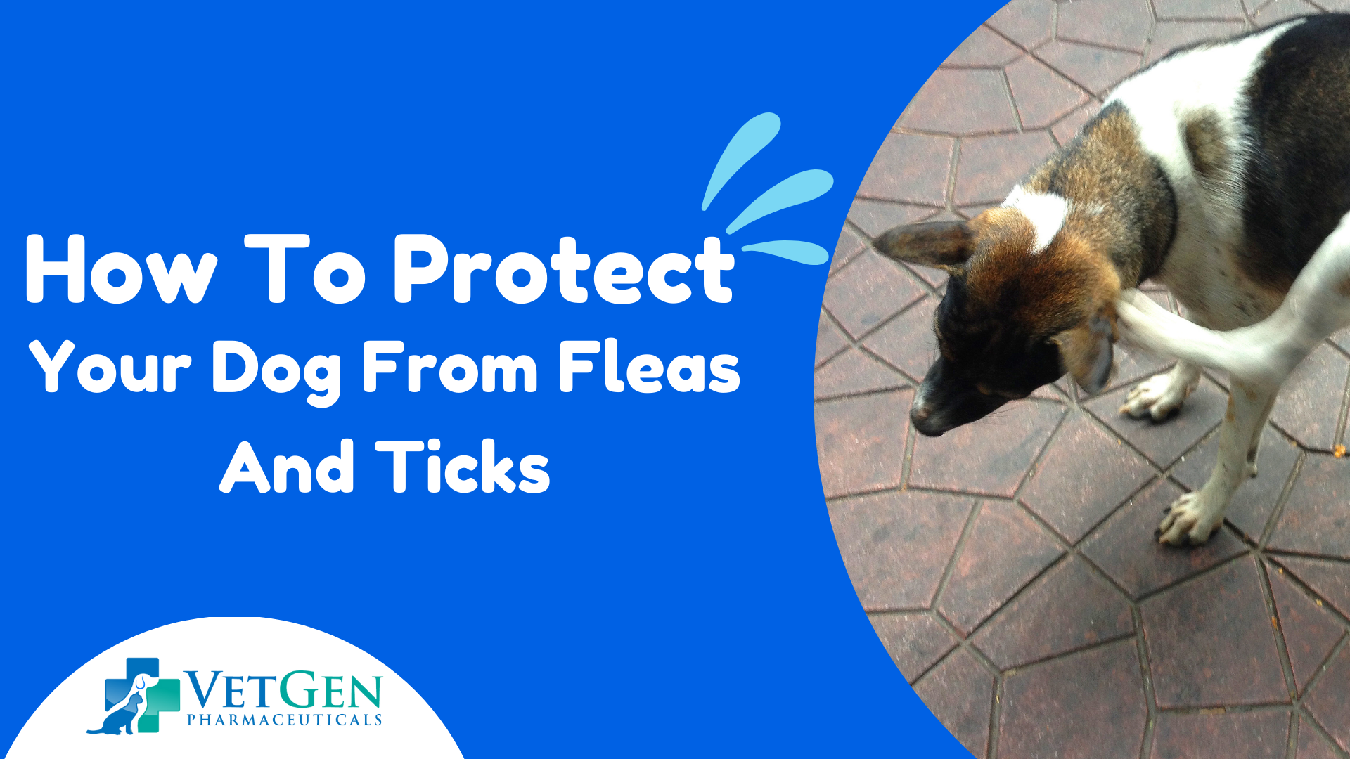 How To Protect Your Dog From Fleas And Ticks