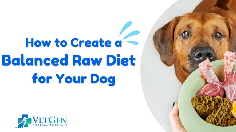 How to Create a Balanced Raw Diet for Your Dog