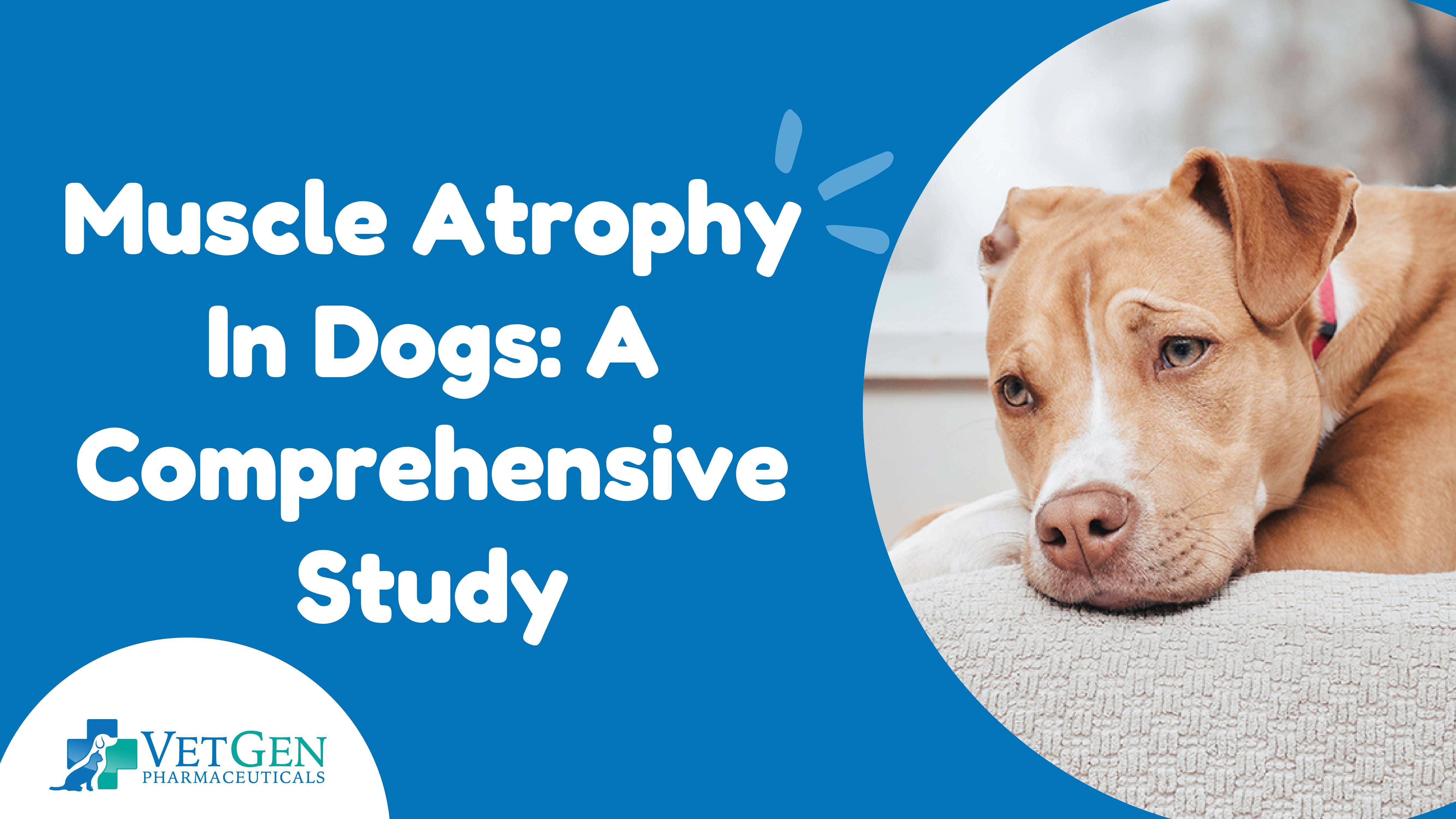 Muscle Atrophy In Dogs- A Comprehensive Study