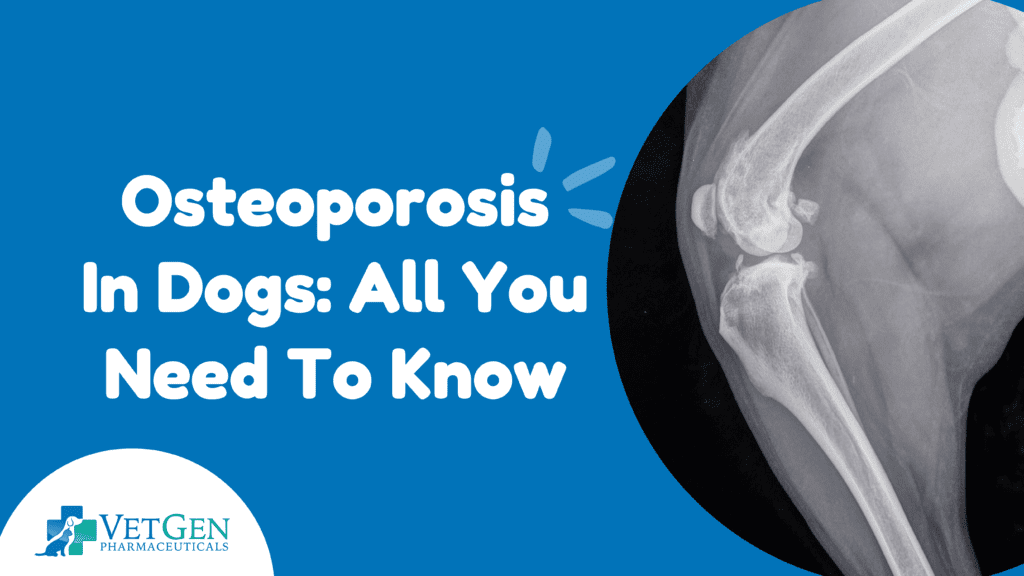 Osteoporosis In Dogs: All You Need To Know | VetGen