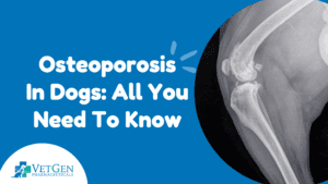 Osteoporosis In Dogs- All You Need To Know