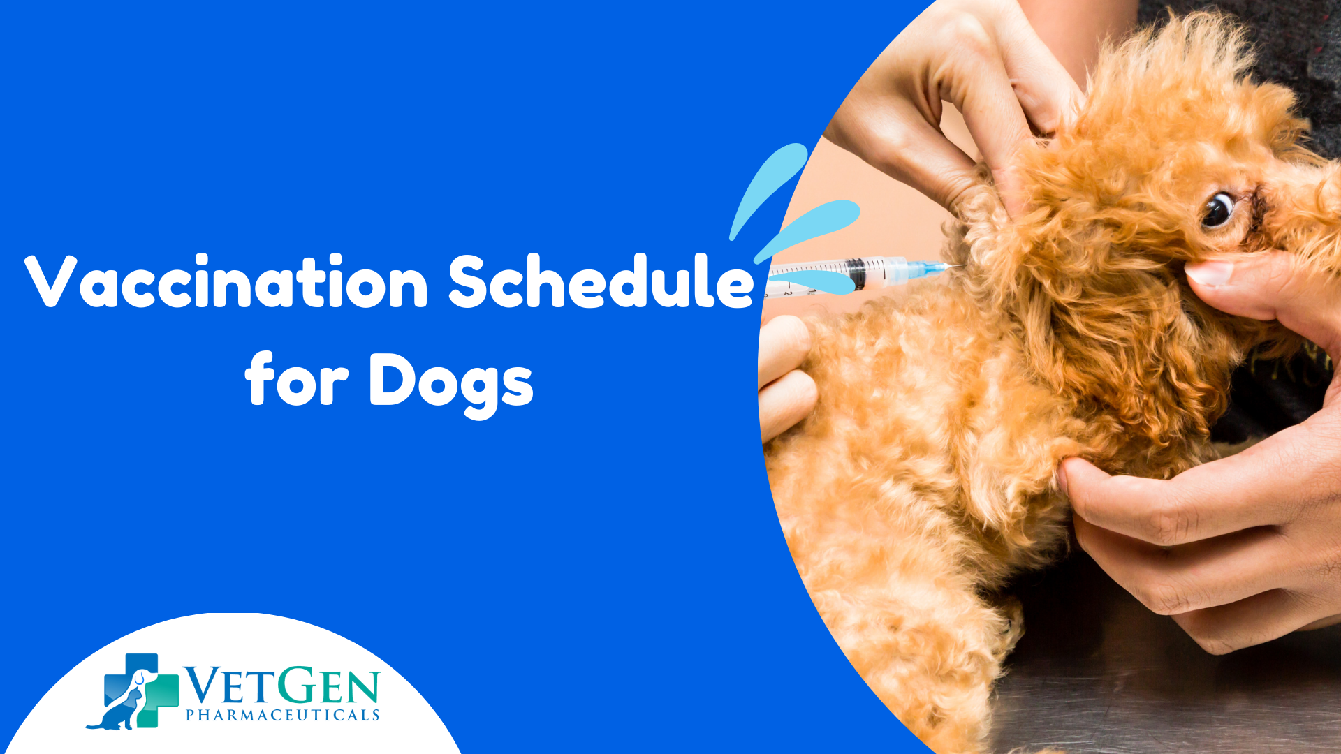 Vaccination Schedule for Dogs What You Need to Know