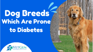 Dog Breeds Which Are Prone To Diabetes