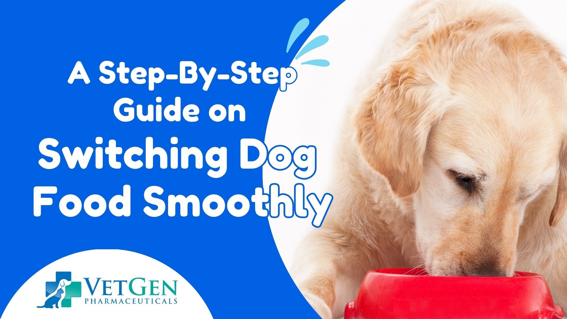 A step-by-step guide on switching dog food smoothly