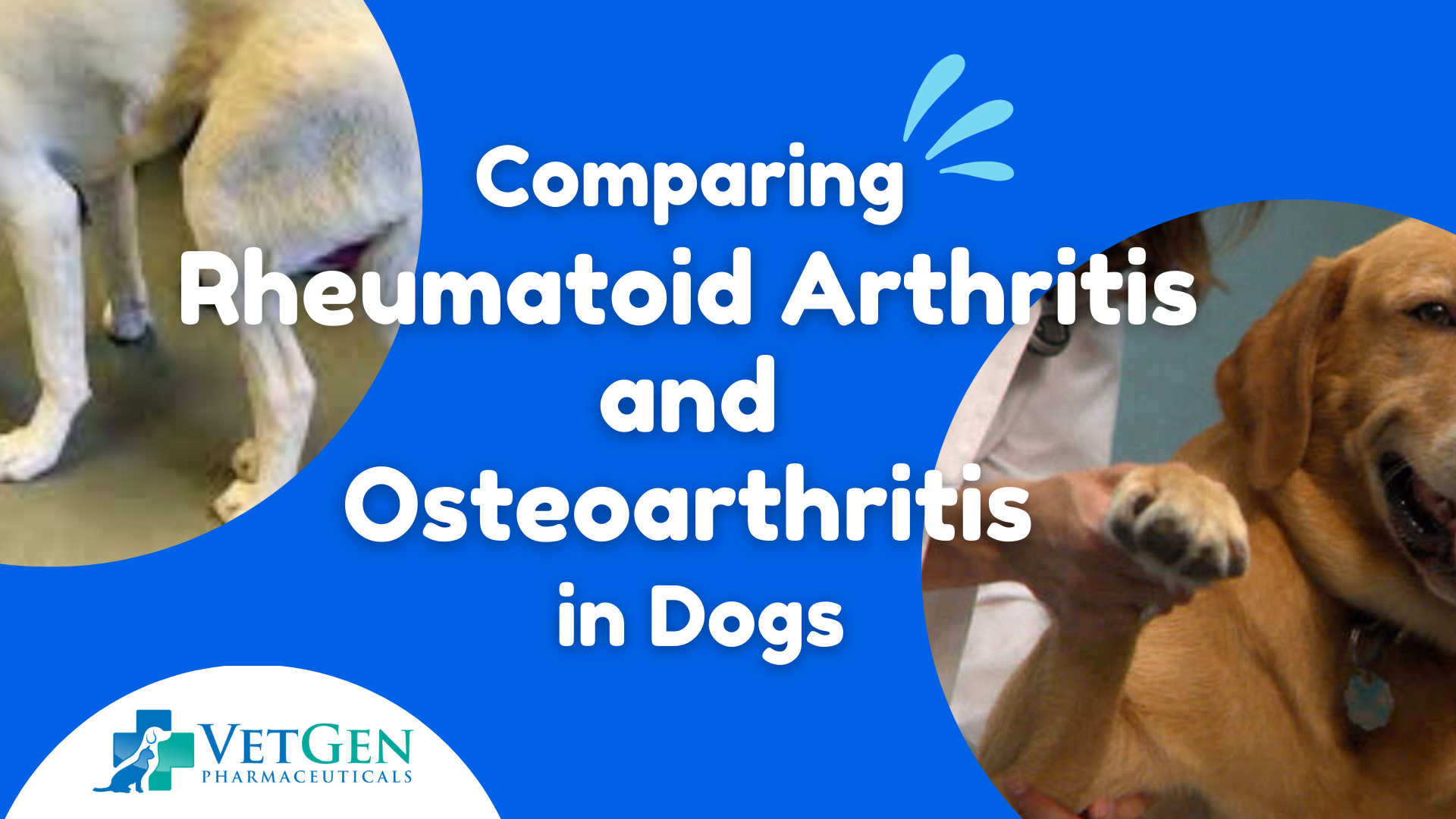 Comparing Rheumatoid Arthritis and Osteoarthritis in Dogs