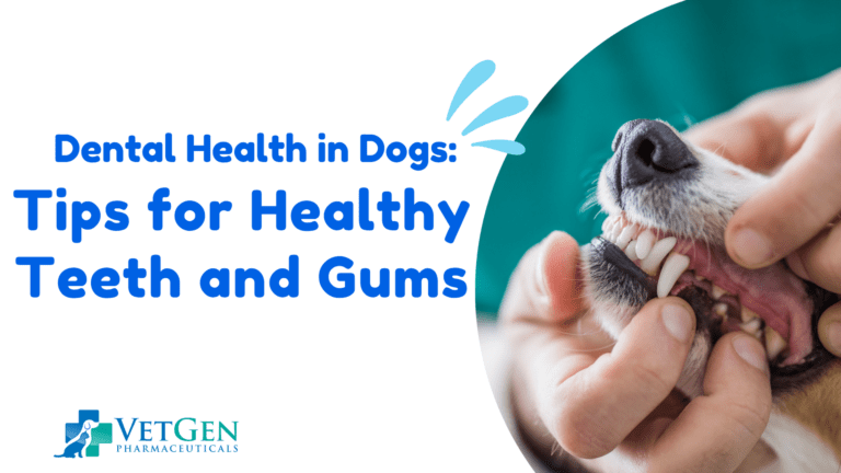 Dental Health in Dogs Tips for Healthy Teeth and Gums