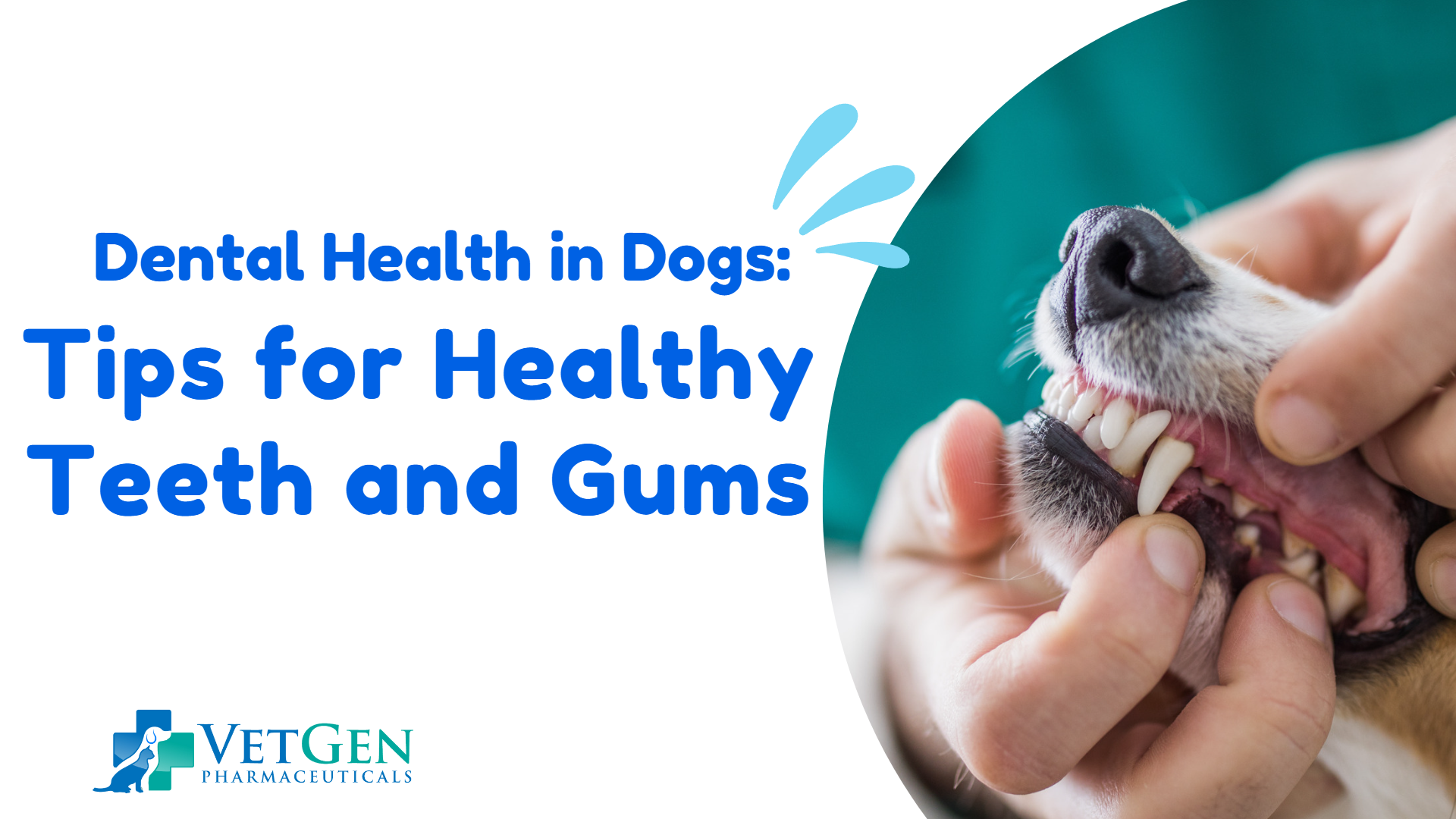 Dental Health in Dogs: Tips for Healthy Teeth and Gums