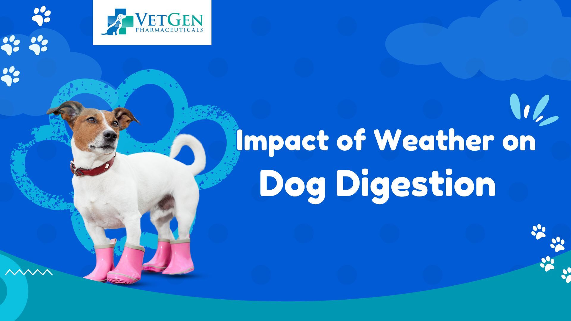 Impact of Weather on Dog Digestion