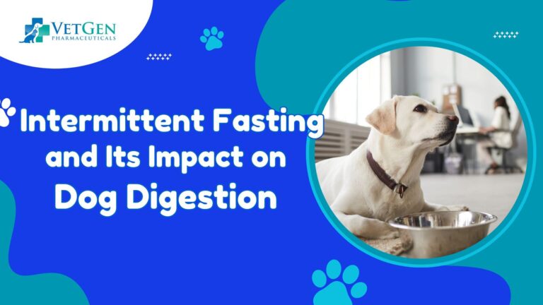 Intermittent Fasting and Its Impact on Dog Digestion