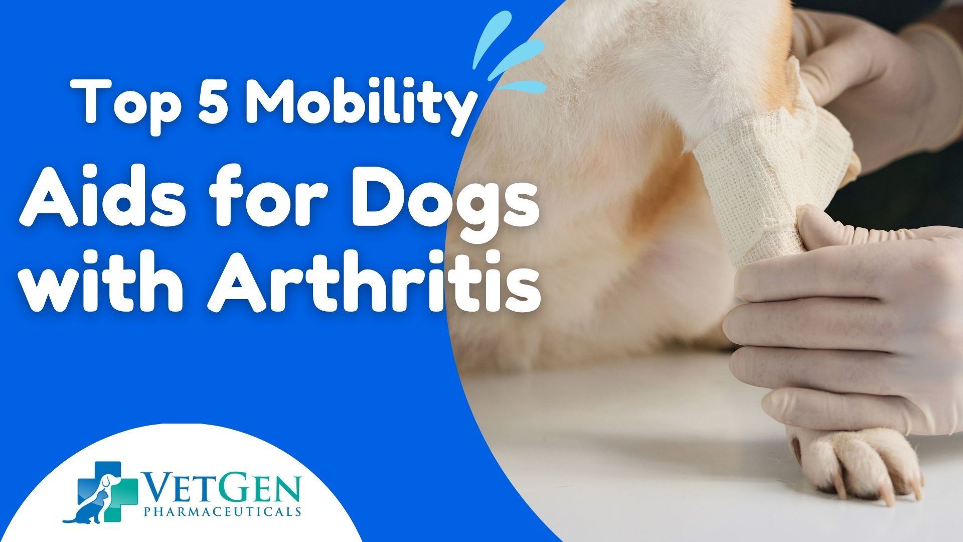 Top 5 Mobility Aids for Dogs with Arthritis | VetGen