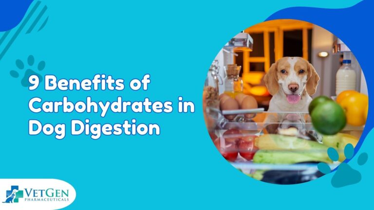 9 Benefits of Carbohydrates in Dog Digestion