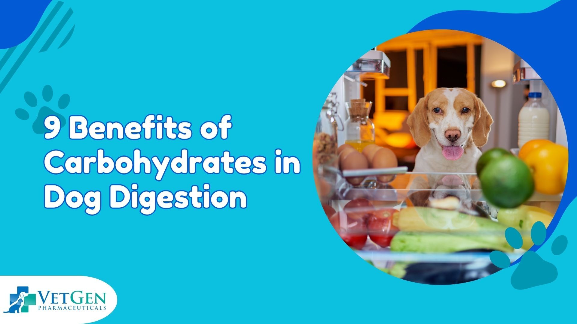 9 Benefits of Carbohydrates in Dog Digestion