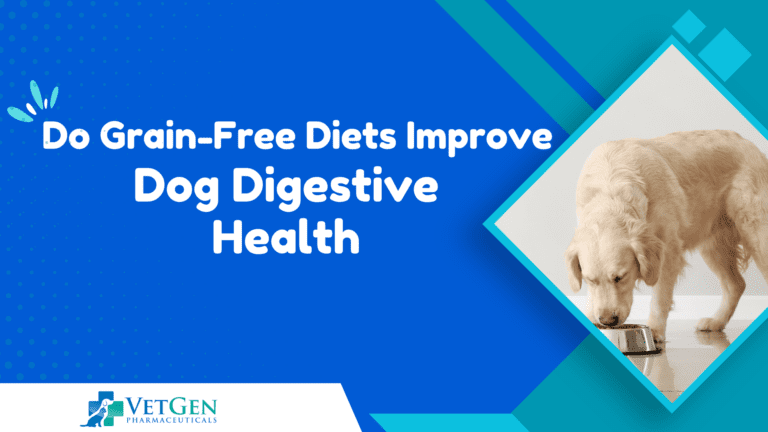 Do Grain-Free Diets Improve Dog Digestive Health