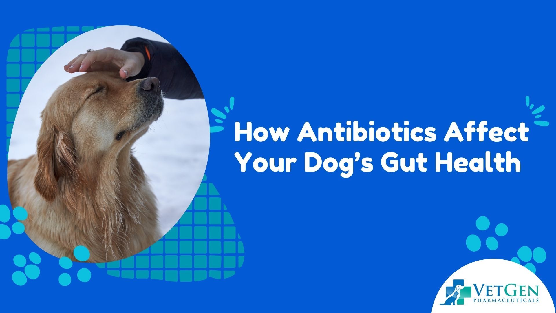 How Antibiotics Affect Your Dog’s Gut Health