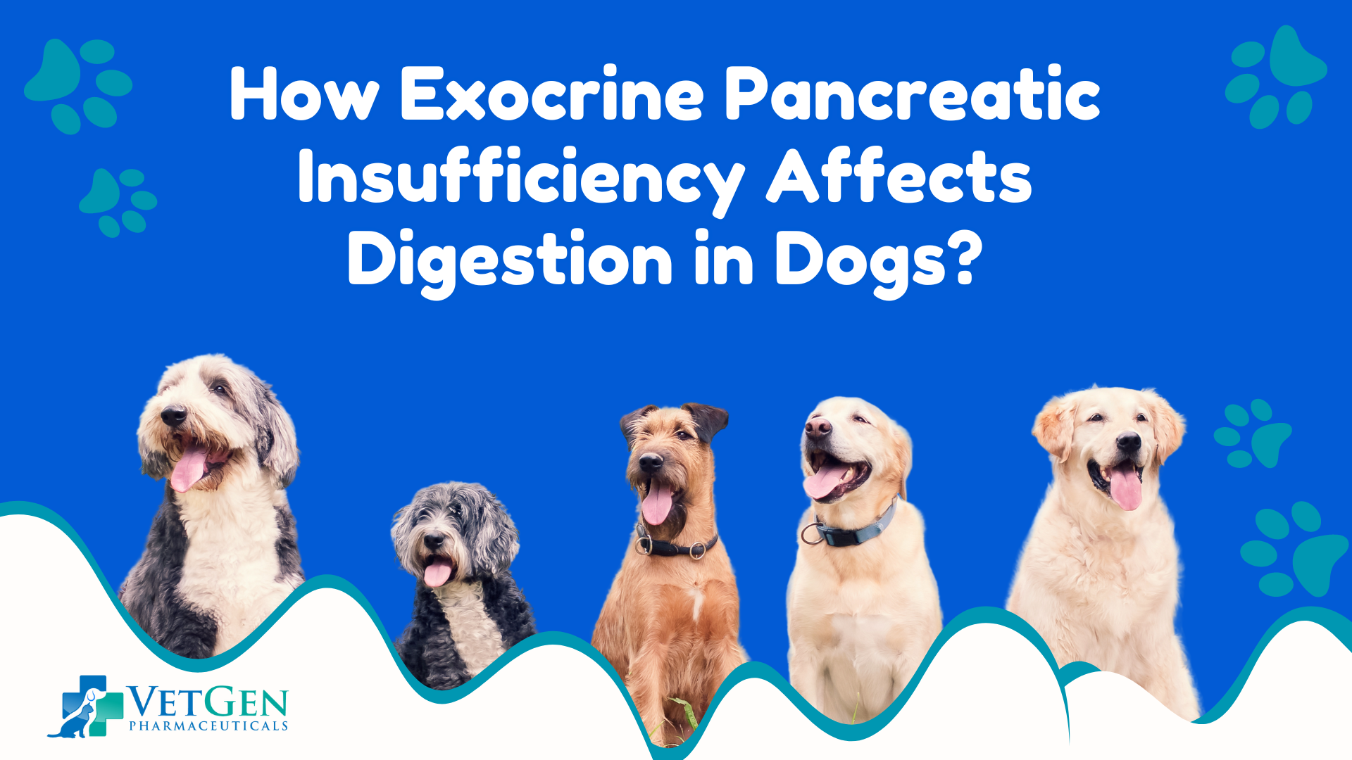 How Exocrine Pancreatic Insufficiency Affects Digestion in Dogs