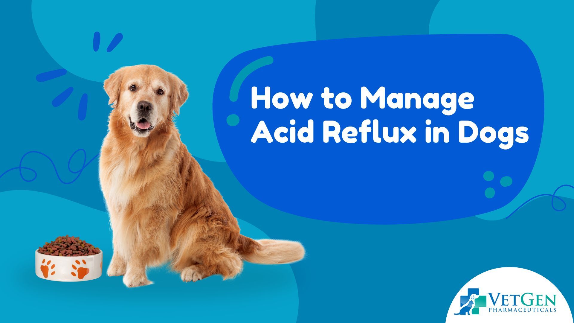 How to Manage Acid Reflux in Dogs