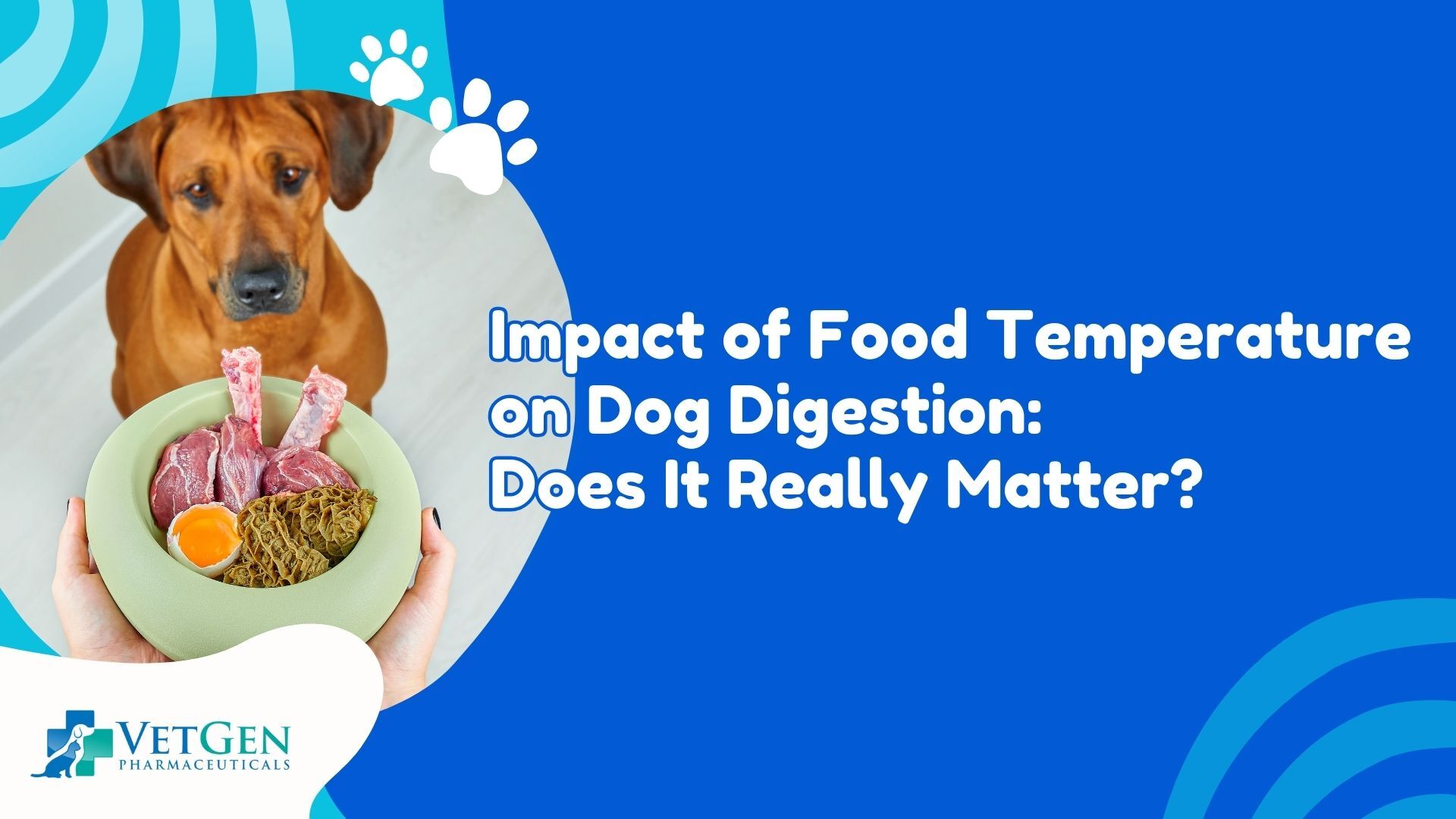 Impact of Food Temperature on Dog Digestion Does It Really Matter